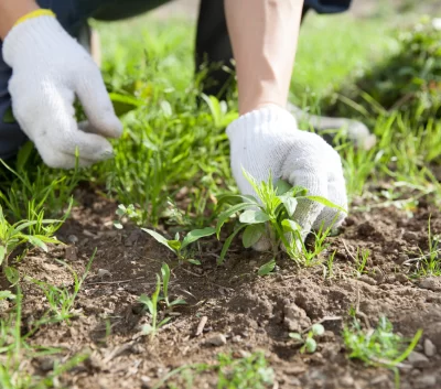 SF-How-to-kill-weeds-for-next-to-nothing-COMP-