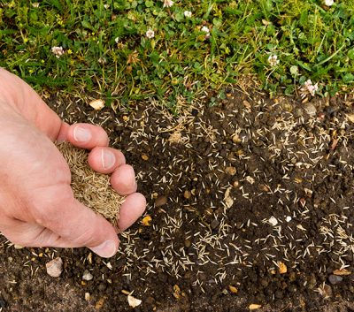 Person spreading grass seed to strip of earth by lawn